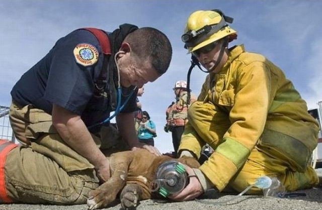 touching pictures of rescued animals 640 23